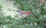 Swahili Sparrow